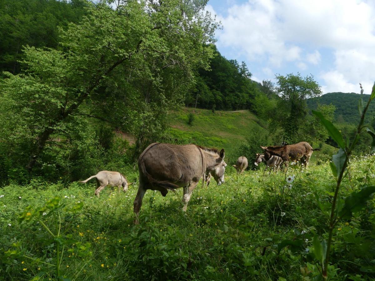 Source Nature Mas-d'Azil Extérieur photo